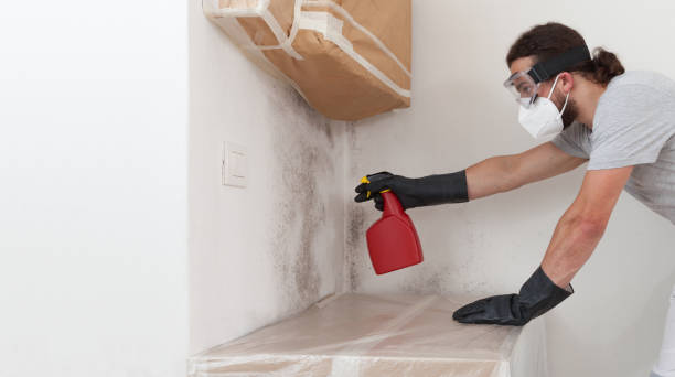 Professional Black Mold Removal technician working in Newton Center, MA