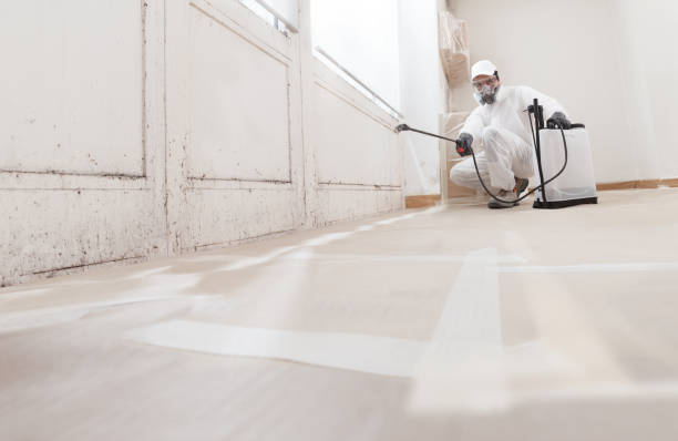 24/7 Emergency Black Mold Removal experts in Newton Center, MA