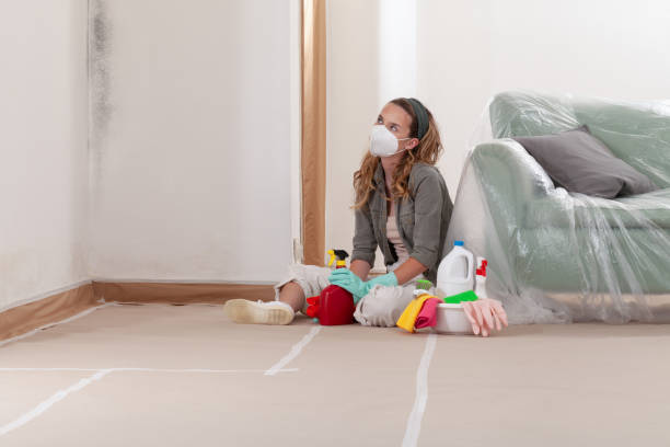 Reliable Mold Remediation contractor in Newton Center, MA by Cheap Mold Removal