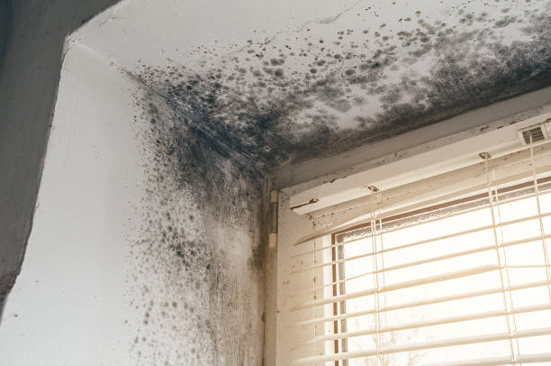 Trusted Mold Inspection service in Newton Center, MA - Cheap Mold Removal
